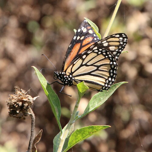 iNaturalist observation photo of Monarch