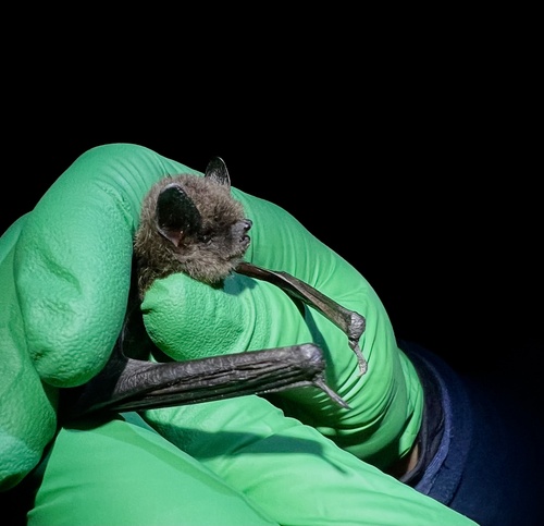 Long-legged Myotis
