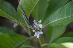 Solanum pubigerum