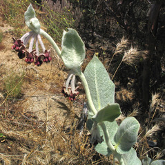 Asclepias californica
