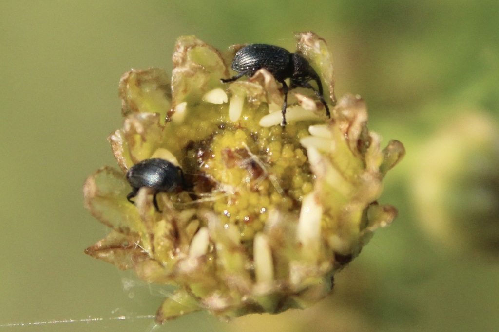 Omphalapion hookerorum