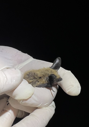 Long-eared Myotis (Myotis evotis), a species recorded in Washington