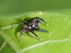 Chapoda