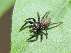 Chapoda