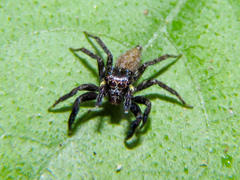 Chapoda