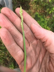 Carex stipata