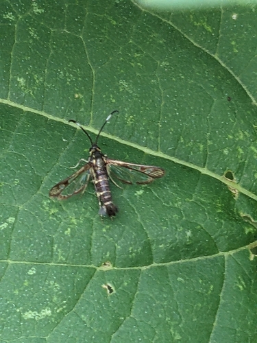 Ithaca Clearwing Moth photo 4