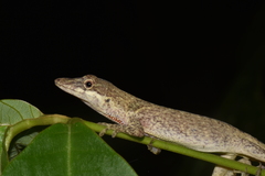 Anolis mariarum