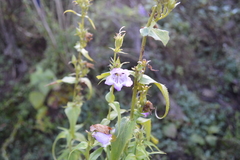 Penstemon campanulatus