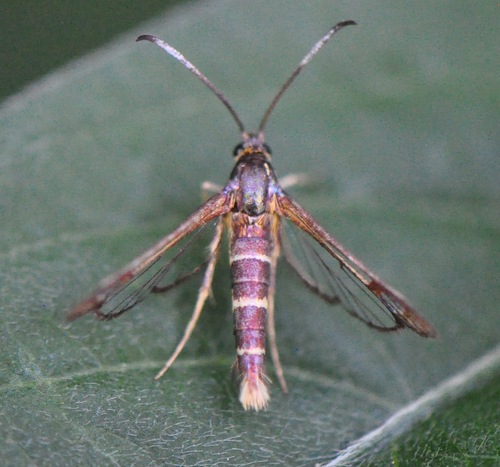 Ironweed Clearwing Moth photo 5