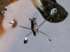 Limnogonus