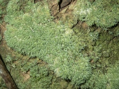 Leucobryum javense