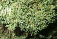Leucobryum javense