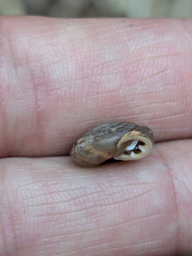 Huachuca Woodland Snail