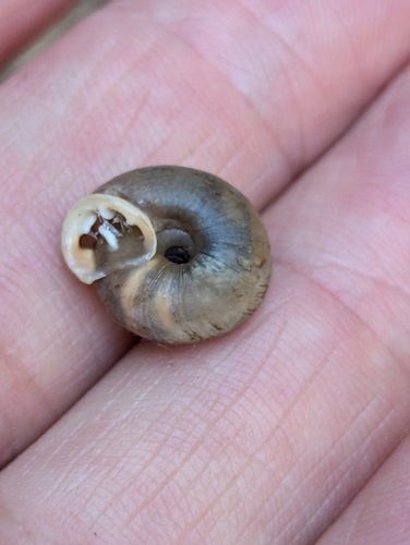 Huachuca Woodland Snail