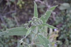 Verbesina oncophora