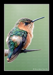 Sparkling-Tailed Woodstar photo 3