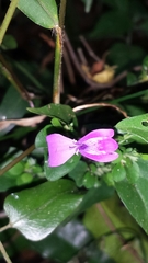 Hypoestes
