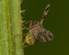 Tephritis crepidis