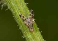 Tephritis crepidis