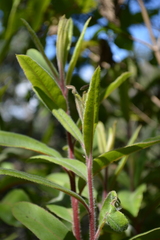 Comarostaphylis