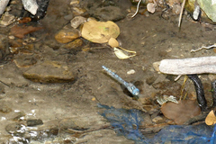 Caliaeschna microstigma