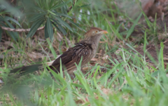 Guira guira