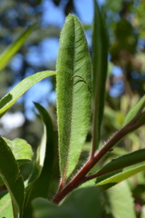 Comarostaphylis
