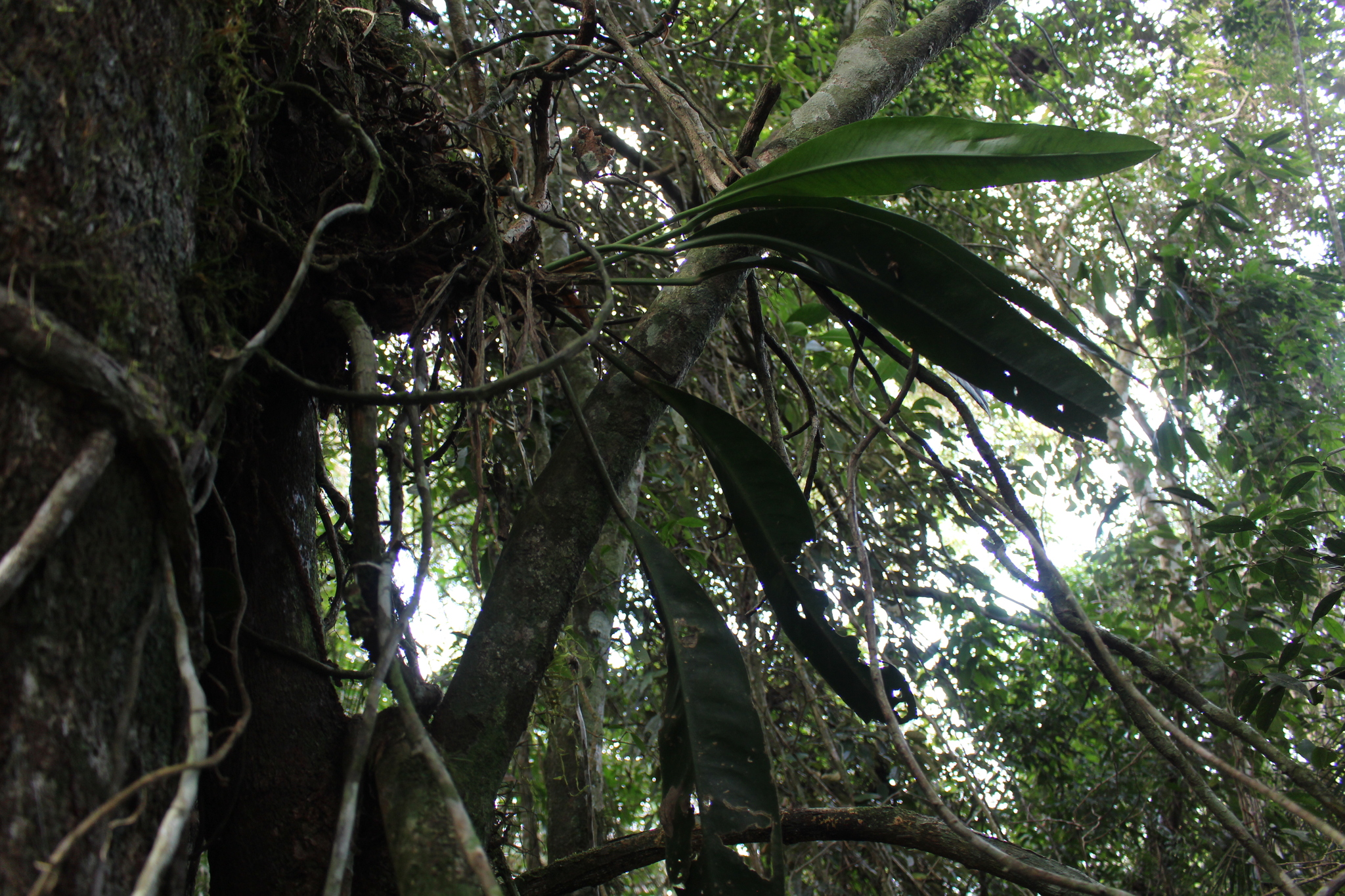 Anthurium organense Engl.