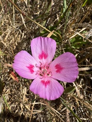 Clarkia amoena
