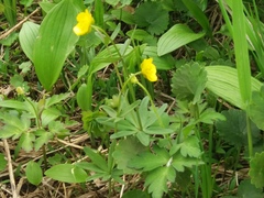 Ranunculus acris hultenii