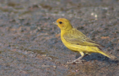 Sicalis flaveola
