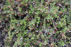 Erica curvirostris