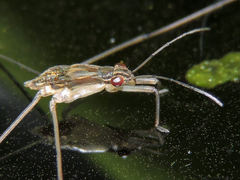 Limnogonus