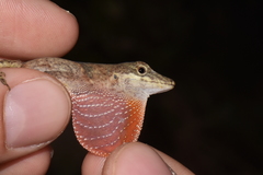 Anolis mariarum