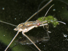 Limnogonus