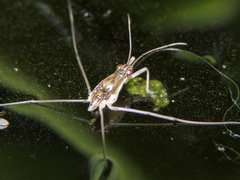 Limnogonus