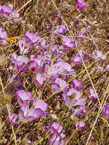 Image of Clarkia amoena by (c) Merlla McLaughlin, some rights reserved (CC BY)