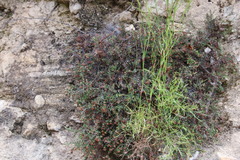 Erica curvirostris