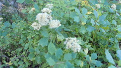 Gymnanthemum capense