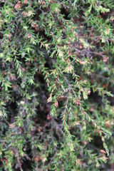 Erica curvirostris