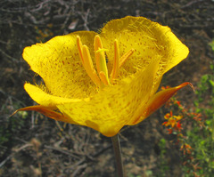 Calochortus weedii weedii