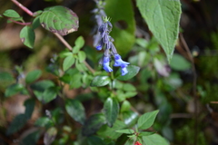 Salvia helianthemifolia