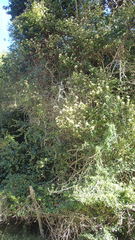 Gymnanthemum capense