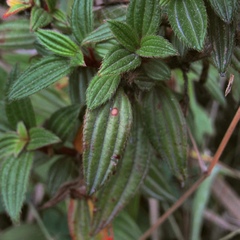 Monochaetum hartwegianum