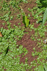 Azolla filiculoides