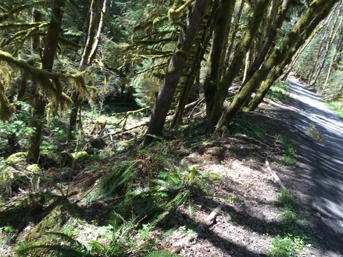 Polystichum munitum
