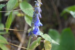 Salvia helianthemifolia