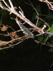 Megistopus flavicornis