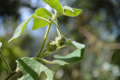Physalis coztomatl